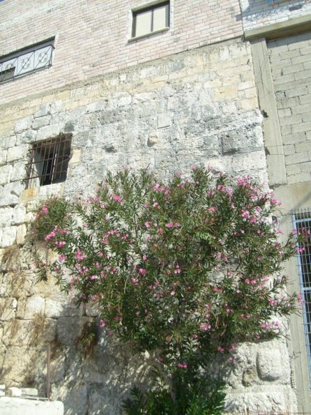 Al Millyah (Mi'ilya, Castellum Regis)