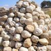 Arsuf