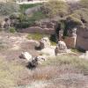 Arsuf