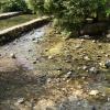 Banias