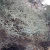 latrun33