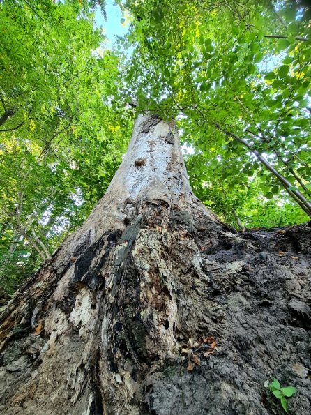 swobnica_grodzisko_5