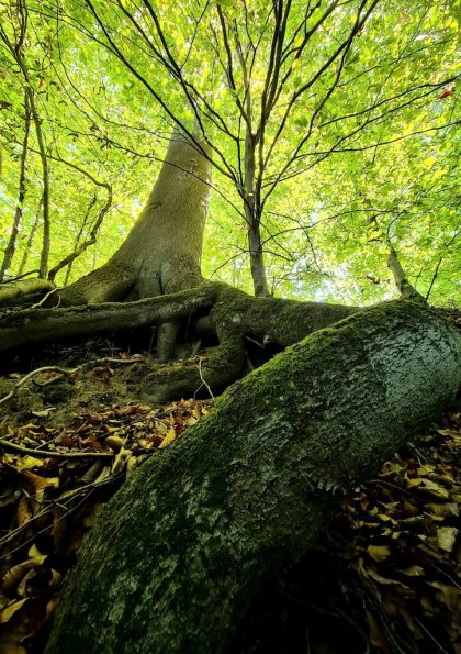 swobnica_grodzisko_6