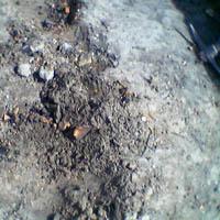 wykopaliska chwarszczańskie 2004 - 30 wykopaliska chwarszczańskie 2004 - 30